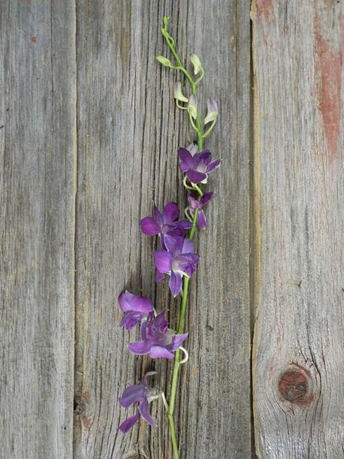 DENDROBIUM PURPLE ORCHIDS